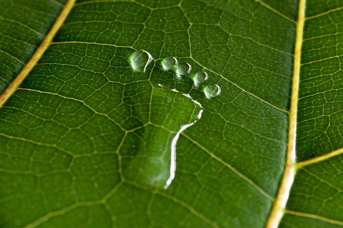Carbon Footprint FAQ