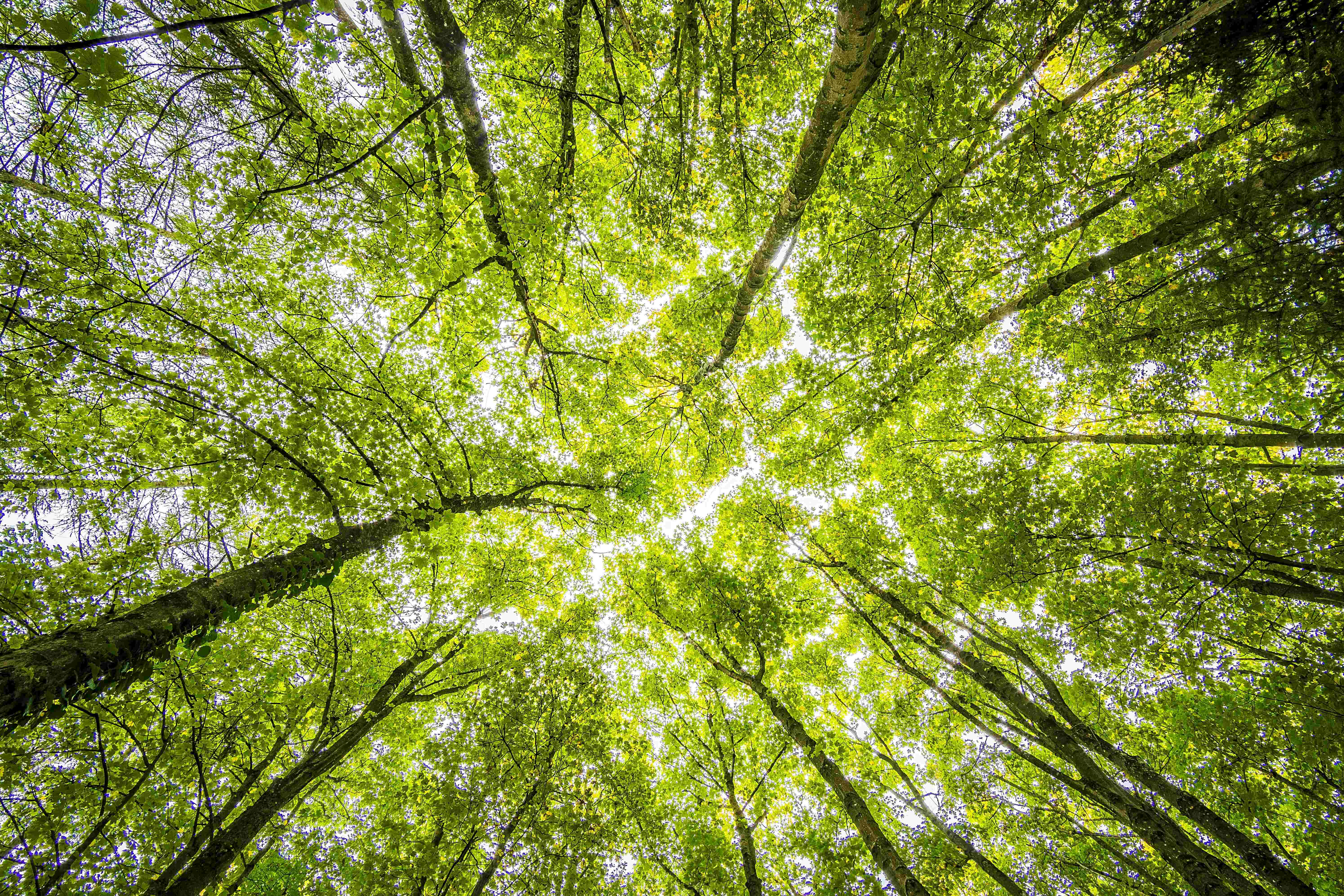 Boost ESG Reporting with Sustainability Certifications