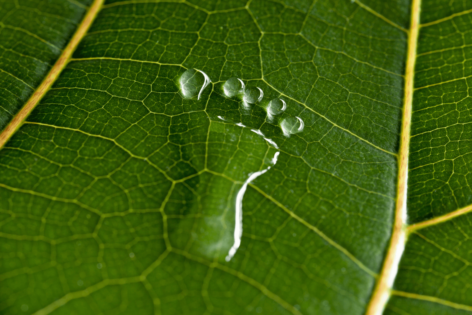 Carbon Footprint FAQ