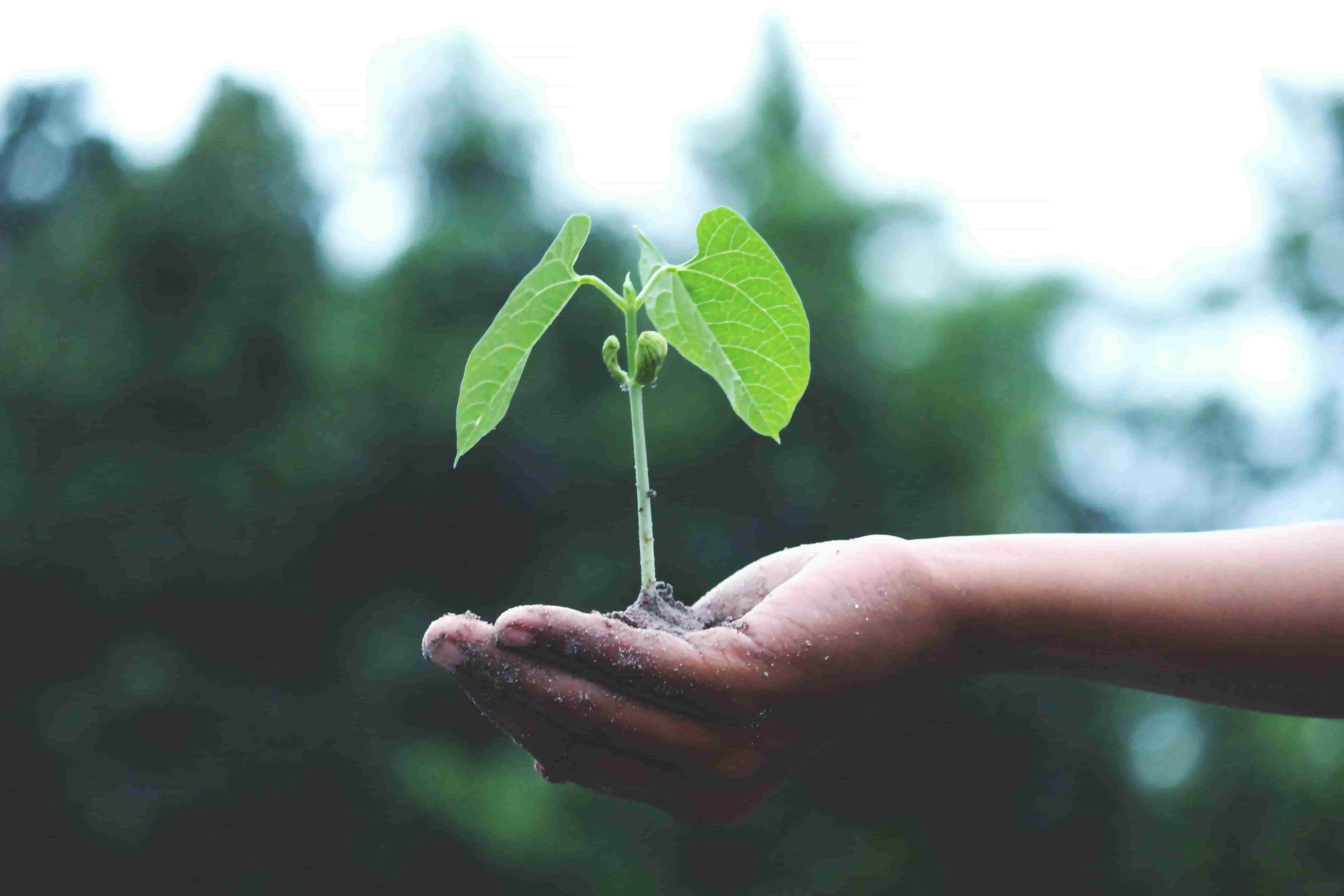 A Business Guide to Sustainability Certifications