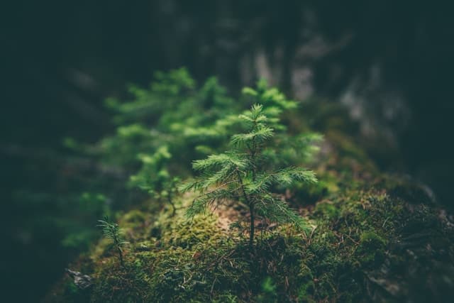 Everything You Need to Know About Offsetting Your Company's Carbon Footprint