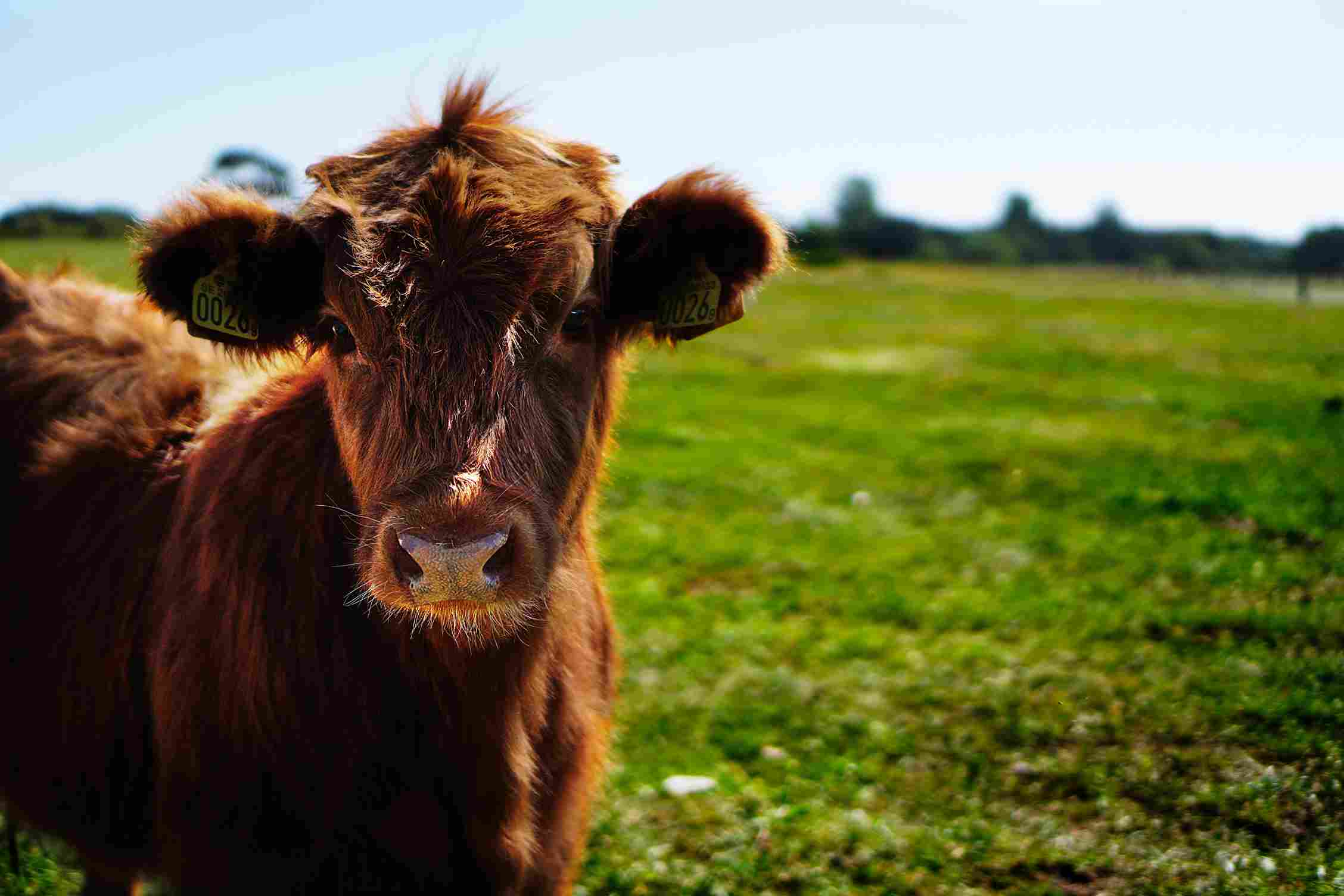 Reducing Your Carbon Hoofprint
