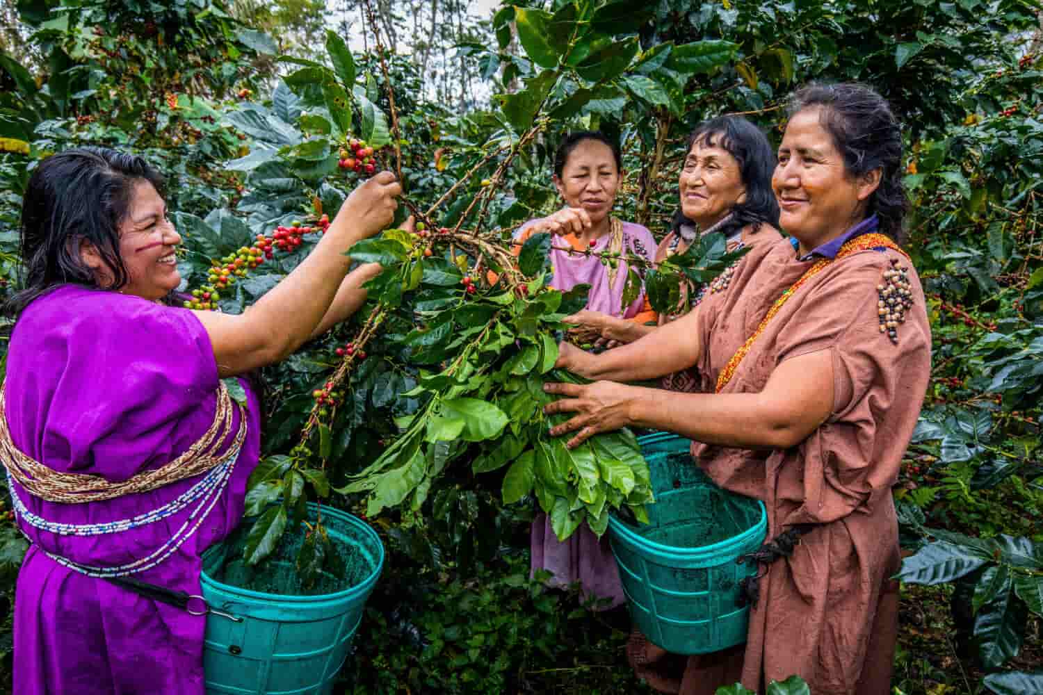 Three Indigenous Strategies of Restoring the Earth