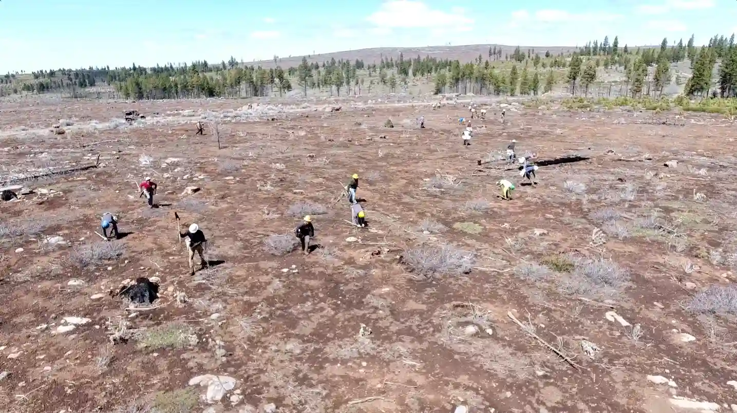 A reforestation crew planting trees across a recovering landscape